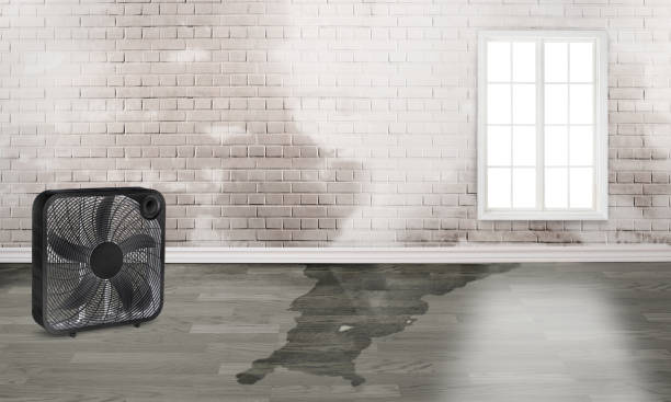 Best Emergency water damage restoration  in Lynnwood, WA